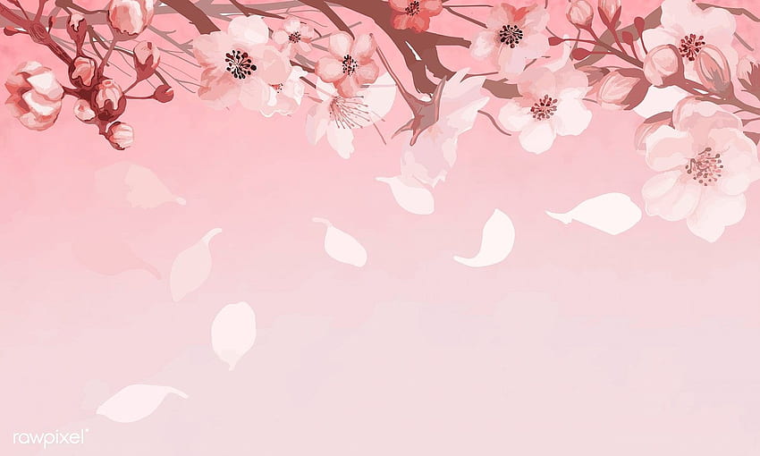 Handgezeichnete Kirschblüten auf einem rosa Hintergrundvektor. Prämie von. Kirschblütenhintergrund, rosa Hintergrund, wie man Hände zeichnet, Kirschblütenzeichnung HD-Hintergrundbild