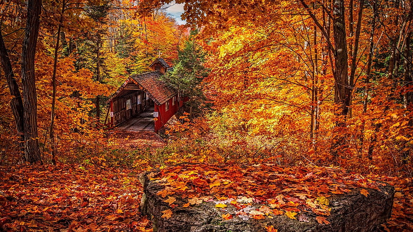 Yellow Red Foliage and Trees Autumn Season HD wallpaper
