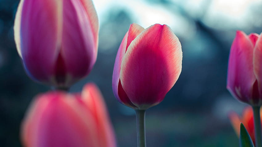 Fiori, petali, germoglio, tulipano Sfondo HD