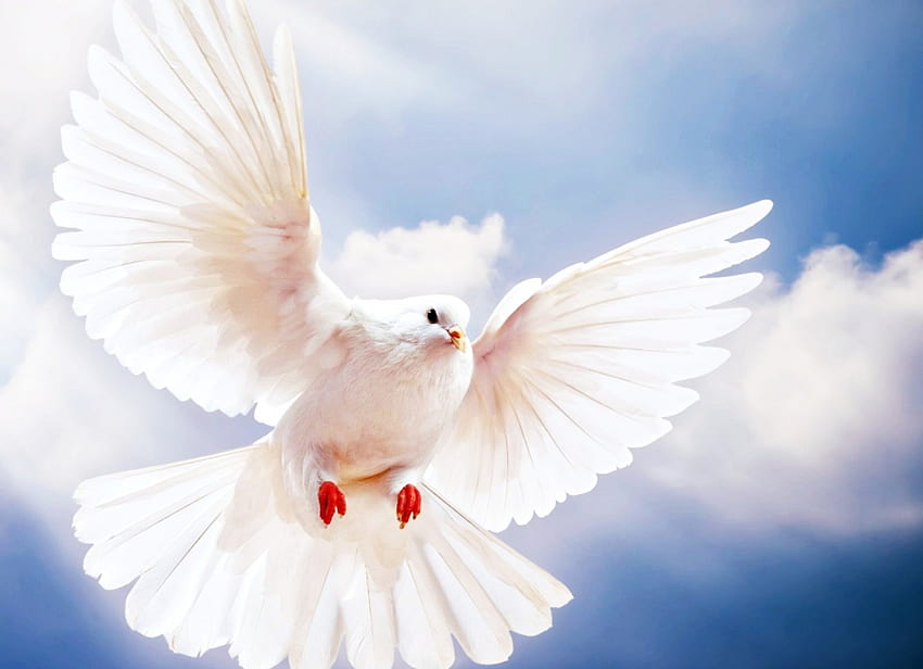 Pigeon, blue, wings, white, dove, bird, sky HD wallpaper