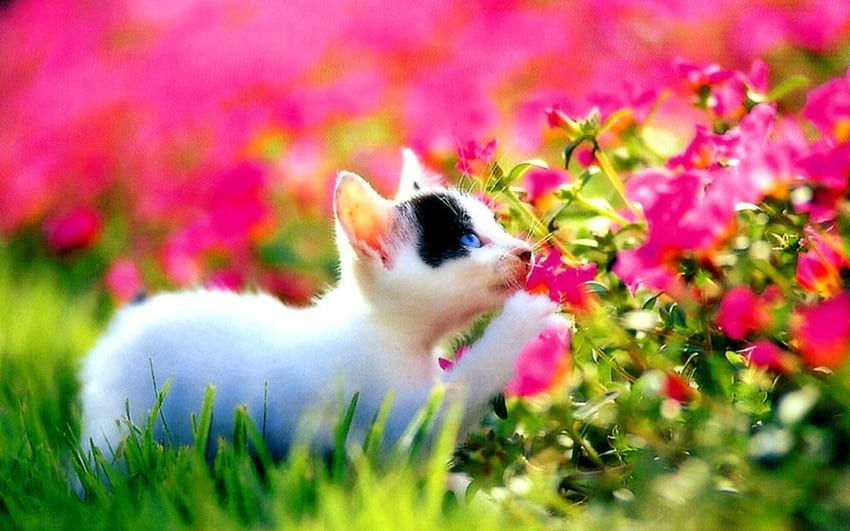 peaceful cat, pink, cat, white HD wallpaper
