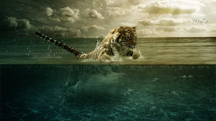 Tiger-Breit HD-Hintergrundbild