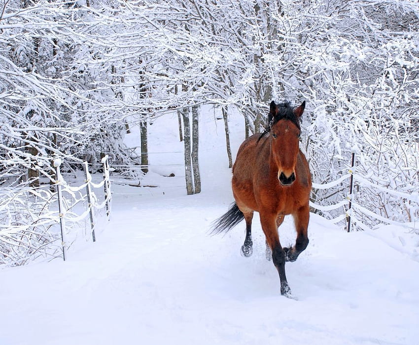 Cavalos de Inverno, grafia, Cavalo, Castanho, Neve papel de parede HD
