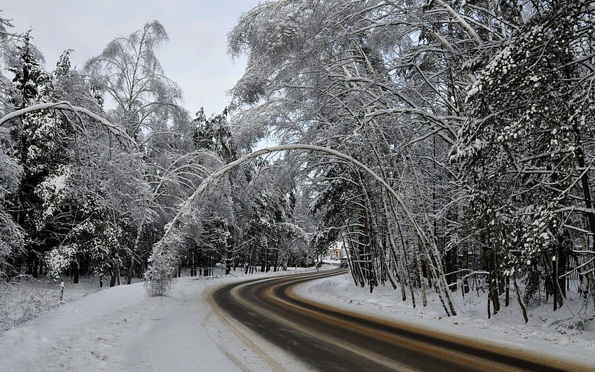 겨울: 16:9 높이의 겨울 도로 나무 눈 겨울 HD 월페이퍼