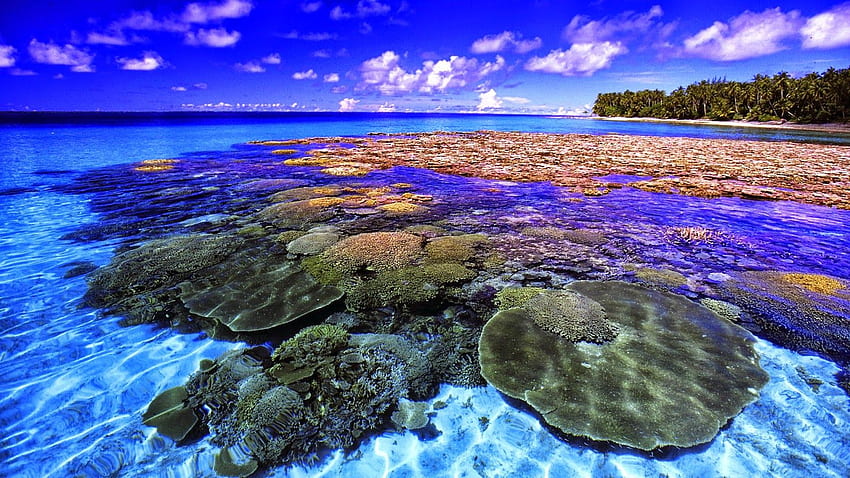 Korallenriff - -, Kühles Korallenriff HD-Hintergrundbild