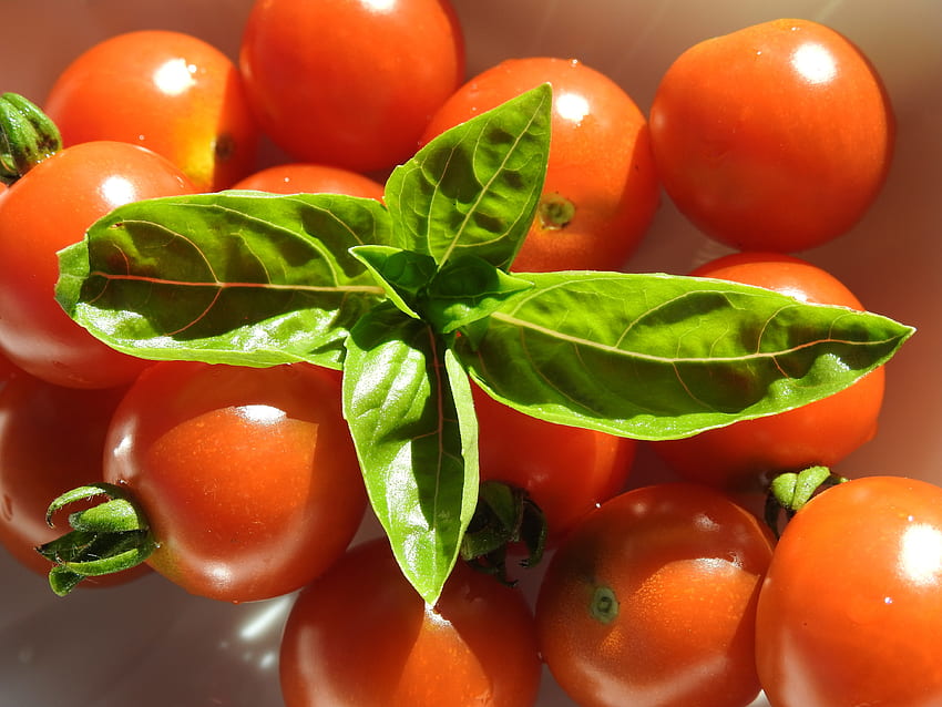 Food, Cherry, Tomatoes, Basil HD wallpaper