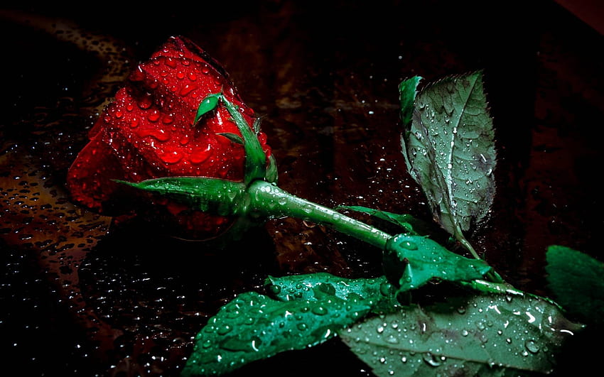 Nieselregen . Nieselregen, Nieselregen und Schumacher Nieselregen, Red Rose Vintage HD-Hintergrundbild
