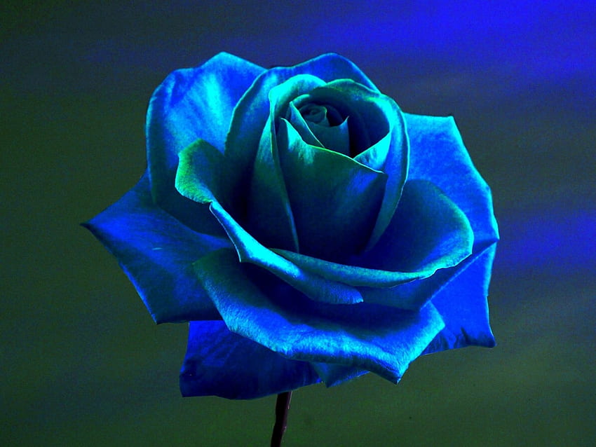 Синя роза, синьо, роза, листенца, цвете HD тапет