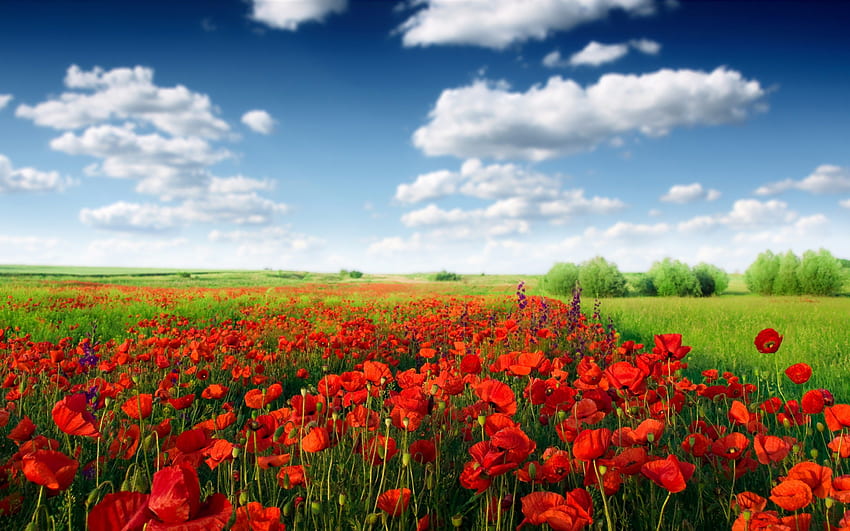 Roter Mohn, Blumen, Mohn, Himmel, Rot HD-Hintergrundbild