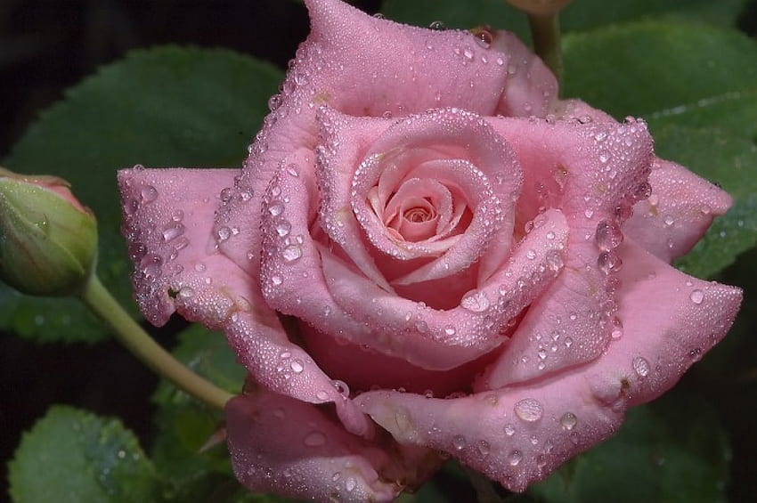 Goccia d'acqua rosa rosa, ombra, pioggia, primo piano, rosa, rosa, foglie, petali, verde, strati, natura, umidità, acqua, goccioline Sfondo HD