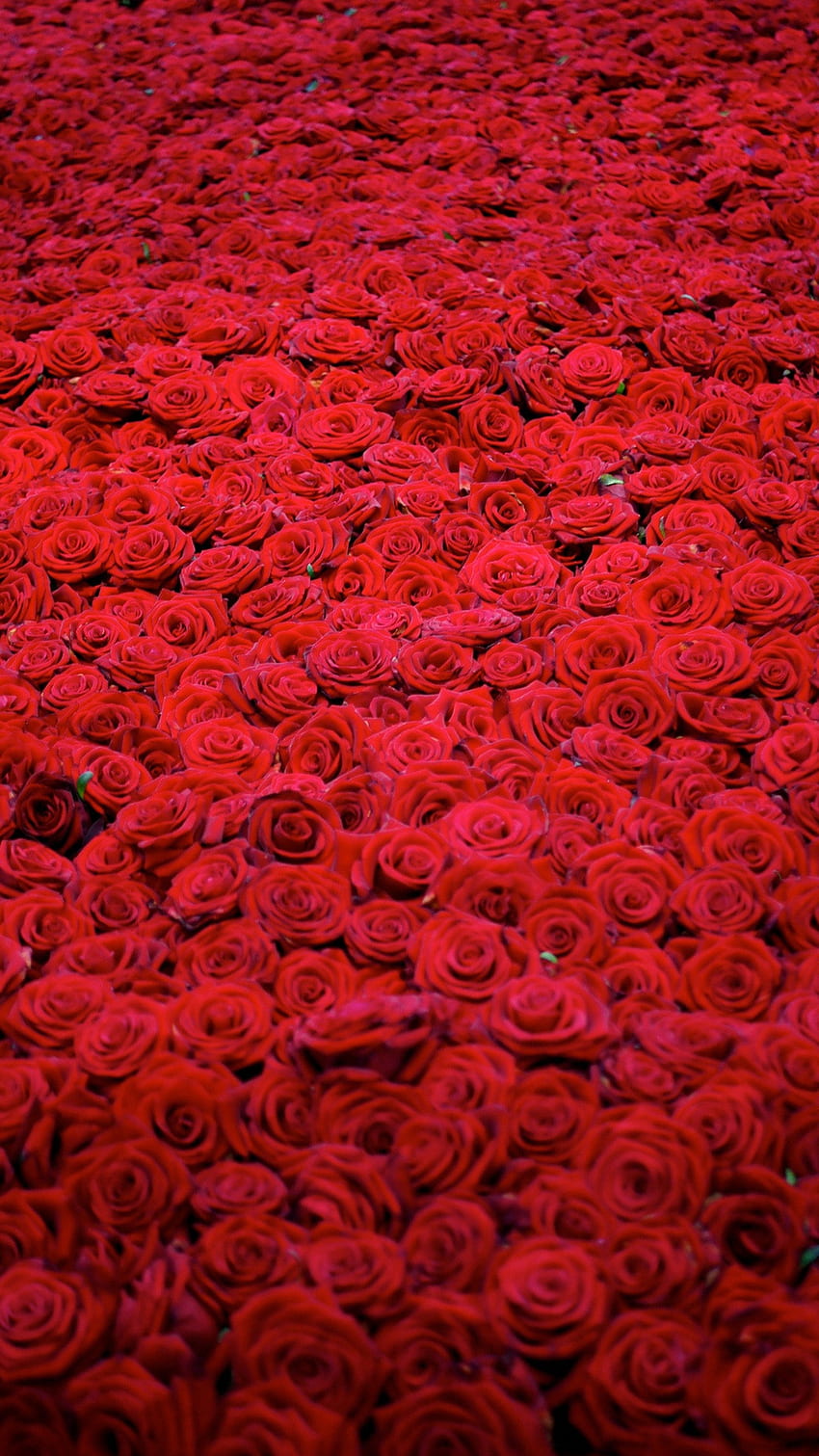 Rote Rose, rote Blumen HD-Handy-Hintergrundbild