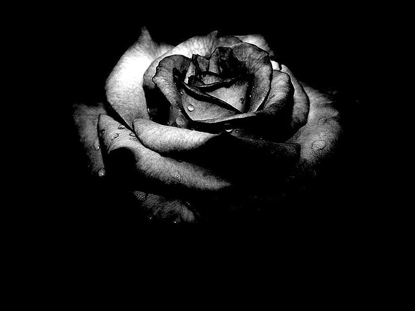 Esthétique Roses Sombres sur ..chien, Esthétique Roses Mortes Fond d'écran HD