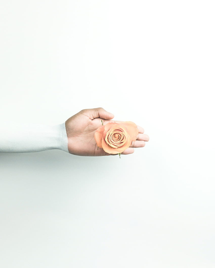 Hand Holding Flower And Rose - Flower, Minimalist Rose HD phone wallpaper