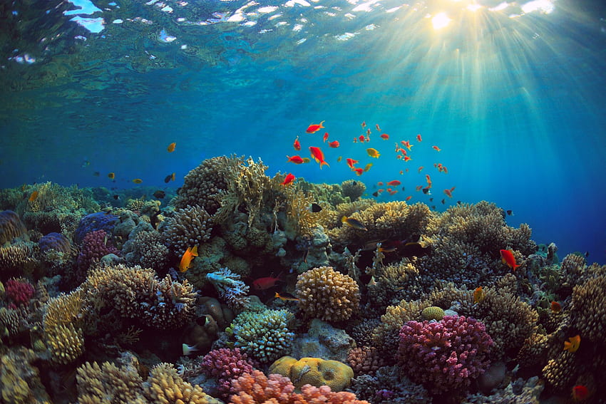 수중 산호와 해양 생물, 바다, 물고기, 자연, 바다, 산호초 HD 월페이퍼