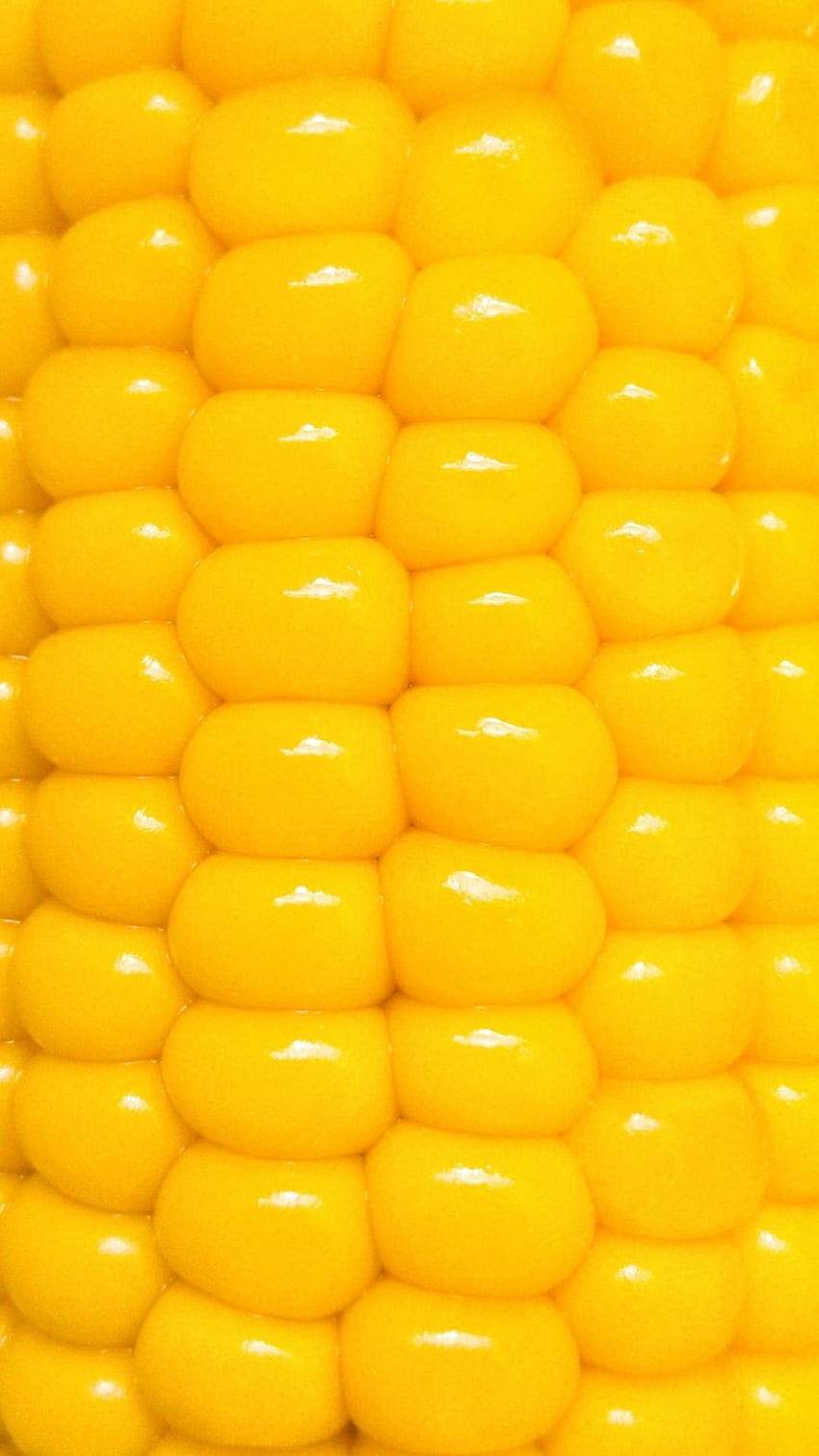 Un primer plano de la mazorca de maíz. Cerrar, Maíz, Amarillo co fondo de pantalla del teléfono