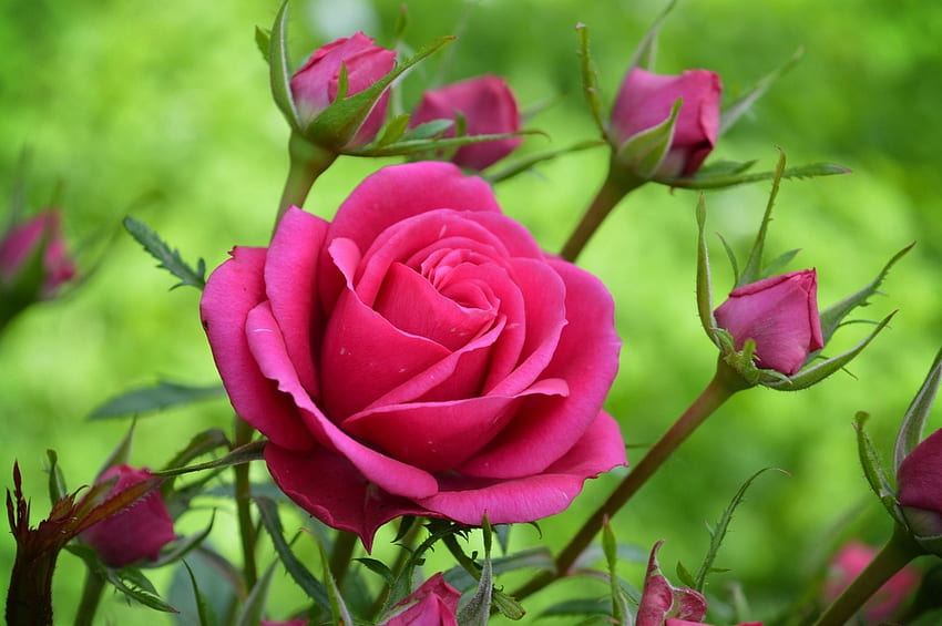 Belle rose, rose, jardin, fleur, rouge Fond d'écran HD