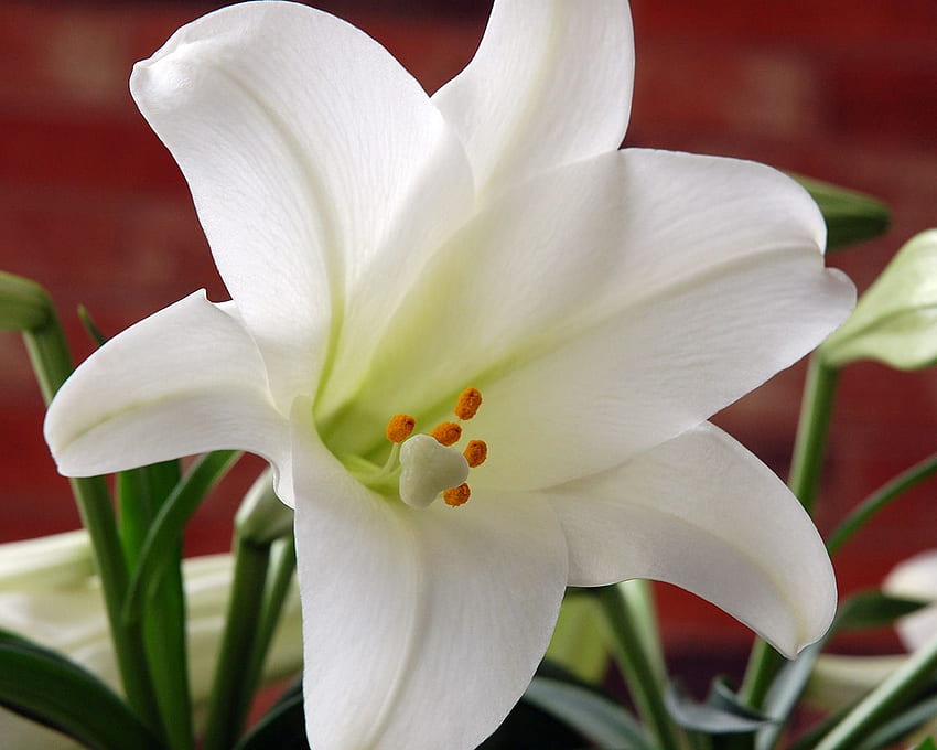 Biała wielkanocna lilia wielkanocna biała lilia [] na telefon komórkowy i tablet. Poznaj wielkanocną lilię. Piękna Wielkanoc, Wielkanocny Kwiat, Wielkanoc Tapeta HD