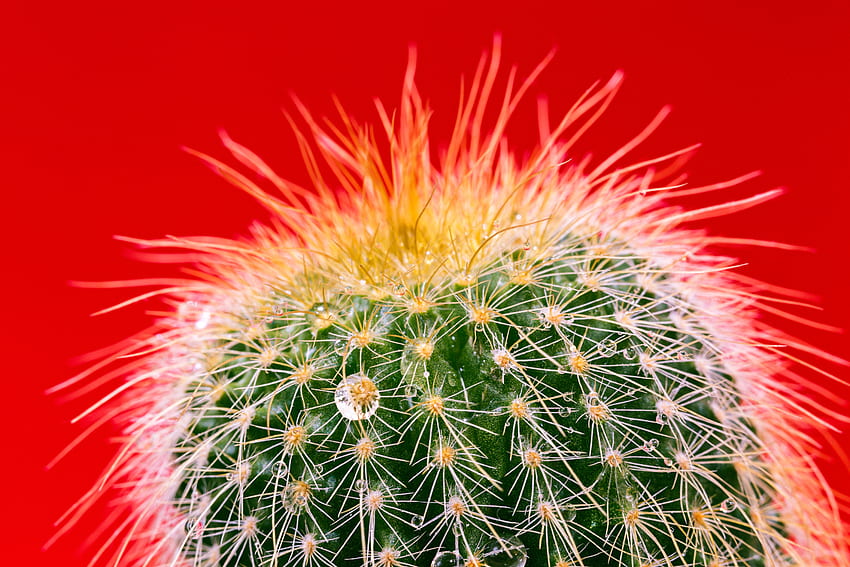 Nadel, Tropfen, Makro, Kaktus HD-Hintergrundbild