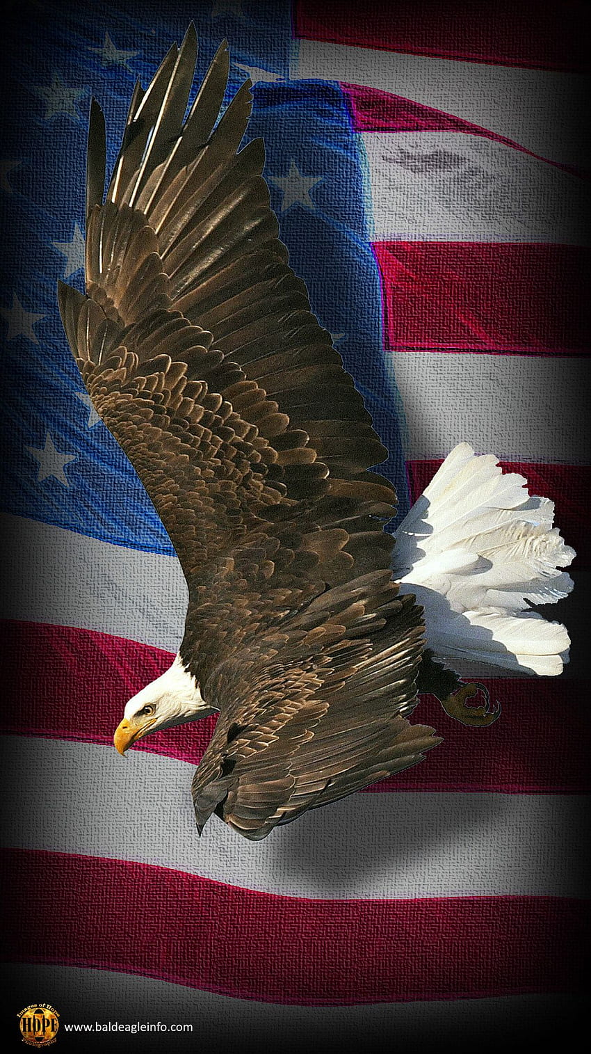Téléphone portable American Eagle, drapeau de l'aigle à tête blanche Fond d'écran de téléphone HD