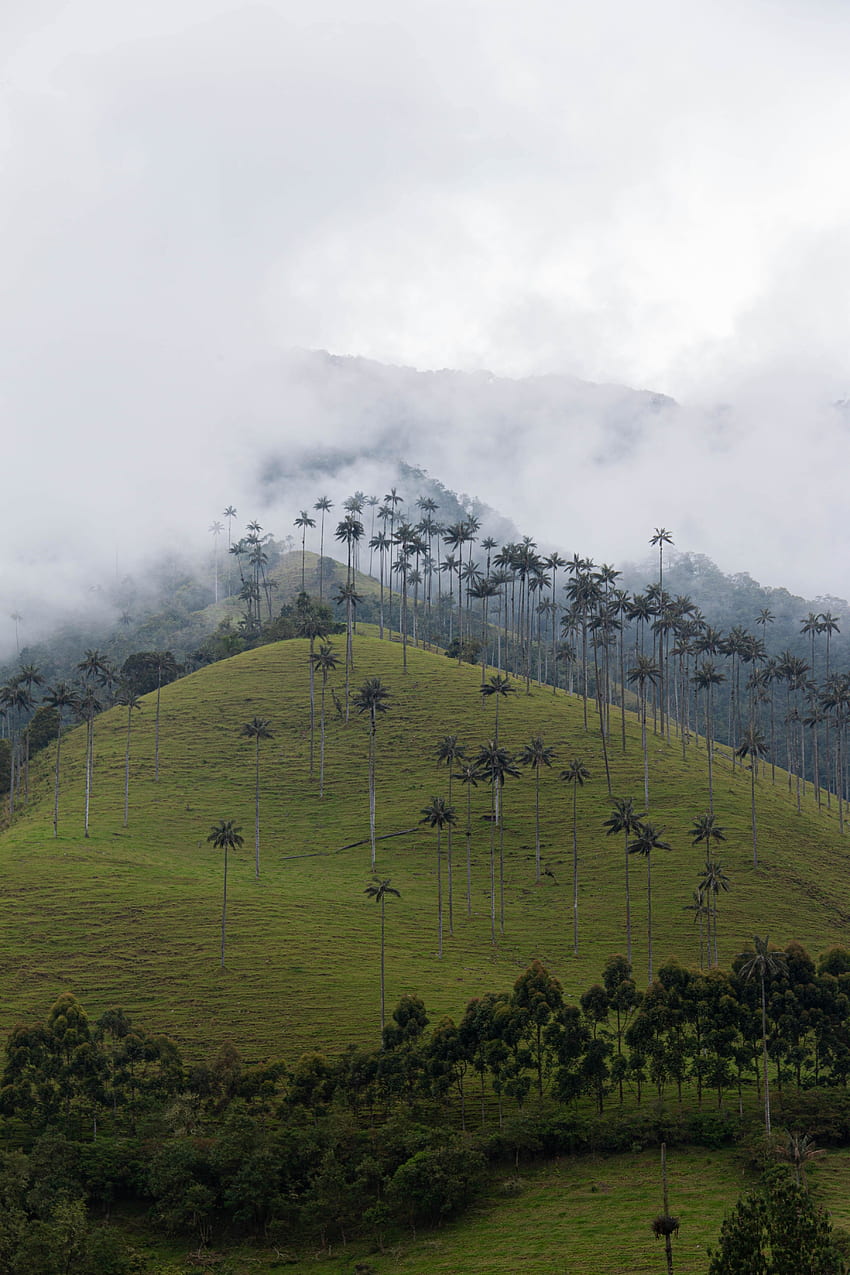 Hill, palm tress, mist, nature HD phone wallpaper