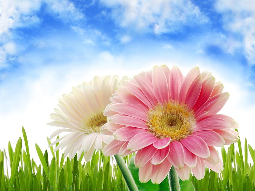 Jolies fleurs, coloré, couleurs, beauté, agréable, heure d'été, blanc, fleur blanche, beau, herbe, été, rose, joli, vert, nuages, nature, ciel, fleurs roses, fleurs, charmant, gerbera, fleurs blanches Fond d'écran HD