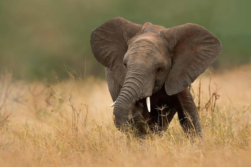 mały słoń, uroczy, sawanna, bieganie Tapeta HD