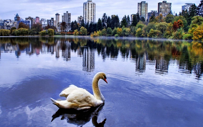 City lake swan, swan, city HD wallpaper