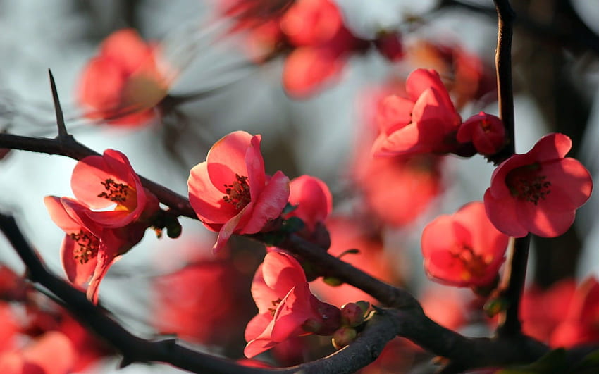 Grafik fokus selektif bunga Sakura merah . Suar Wallpaper HD