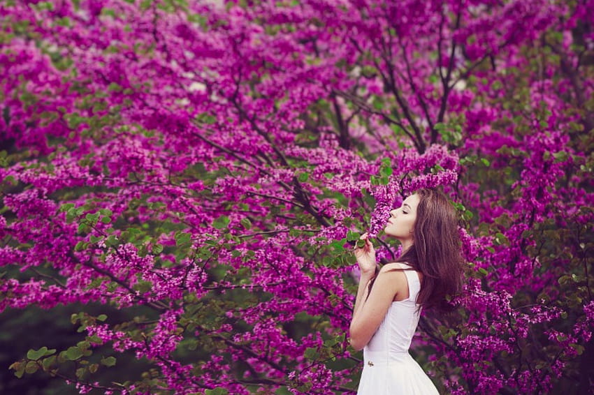 Beauty, girl, beautiful, tree, woman, lady, purple flowers, petals, nature, flowers, female HD wallpaper