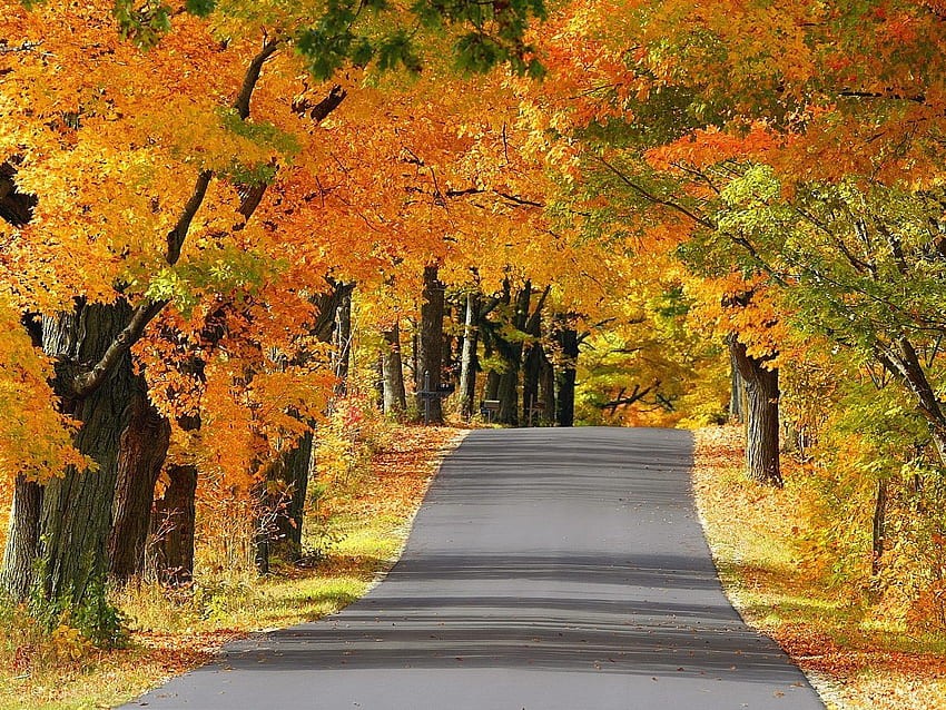 Forces of Nature: Trees Road Landscapes Scenic Roads Golden Nature ...
