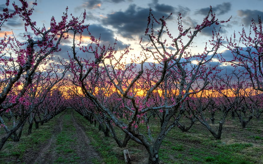 Natur, Bäume, Weg, Garten, Wanderweg HD-Hintergrundbild