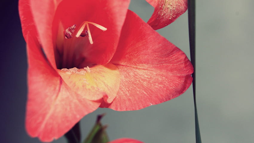 Hintergrund, Blume, Makro, Blütenblätter, Staubblätter HD-Hintergrundbild