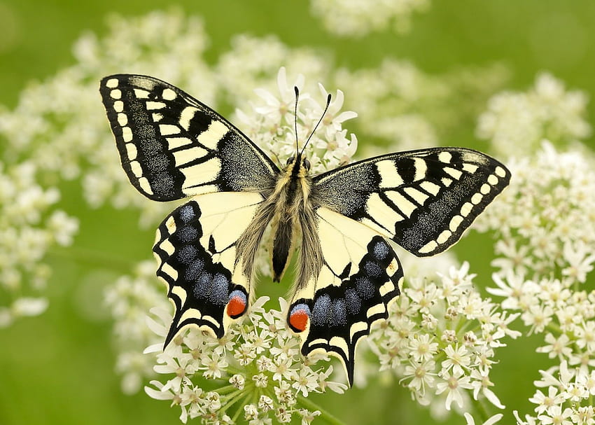 Cola de golondrina del viejo mundo, mundo, cola de golondrina, viejo, mariposa fondo de pantalla