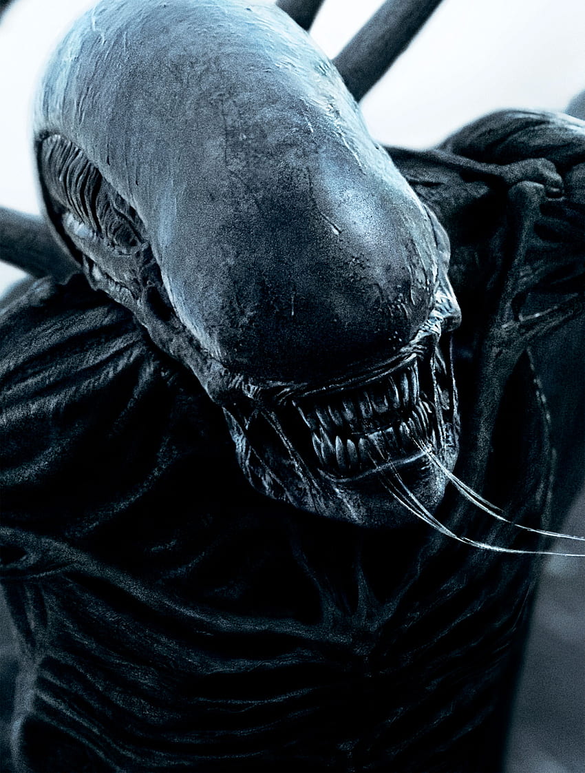 Alien: Bund, , Filme HD-Handy-Hintergrundbild