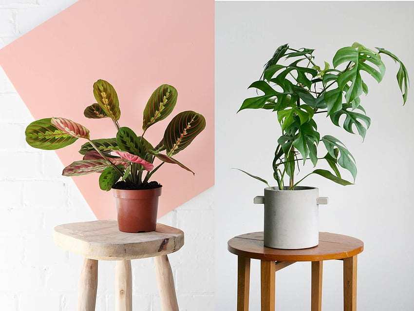あなたの気分とスペースを高める最高の観葉植物、屋内植物 高画質の壁紙