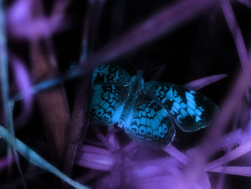 BLUE BUTTERFLY, , blue, purple, butterfly HD wallpaper