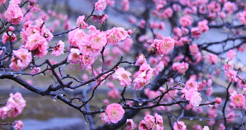 imperial garden kyoto japan ultra High quality walls, Japanese Kyoto HD wallpaper