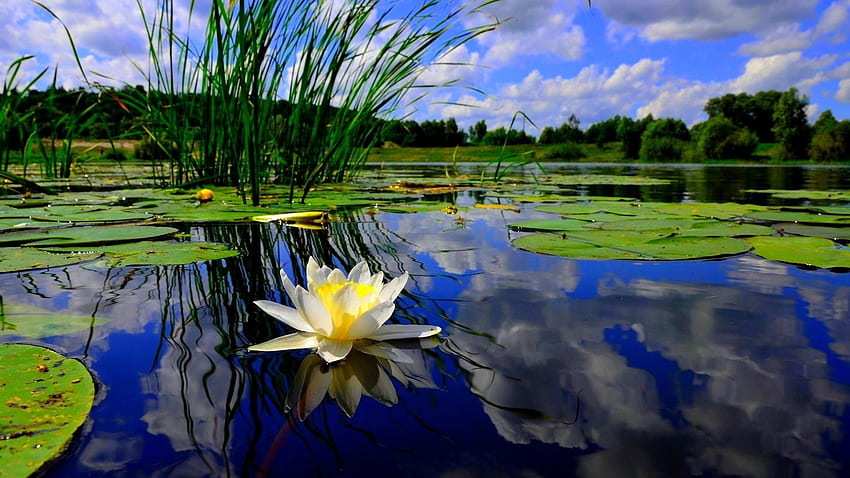 Teich 29693. Teichpflanzen, Schöne Gärten, Naturteich, Wasserteich HD-Hintergrundbild