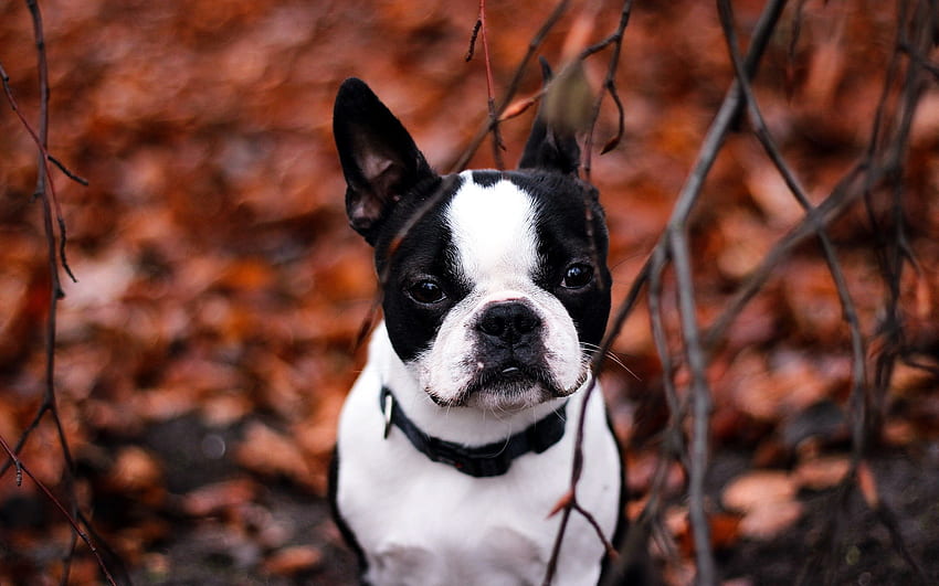 Provincial Boston Terrier . Leaves. Smooth Haired HD wallpaper
