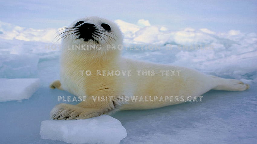 baby harp seal water ice animals HD wallpaper