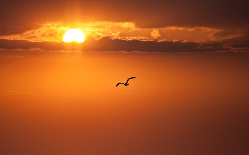ธรรมชาติ พระอาทิตย์ตก ดวงอาทิตย์ นก เที่ยวบิน dom ดิสก์ วอลล์เปเปอร์ HD