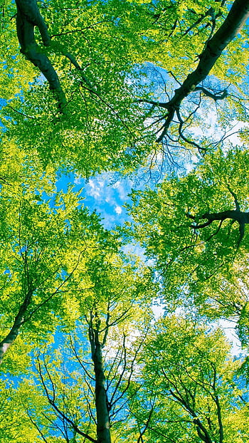Green trees HD wallpapers | Pxfuel