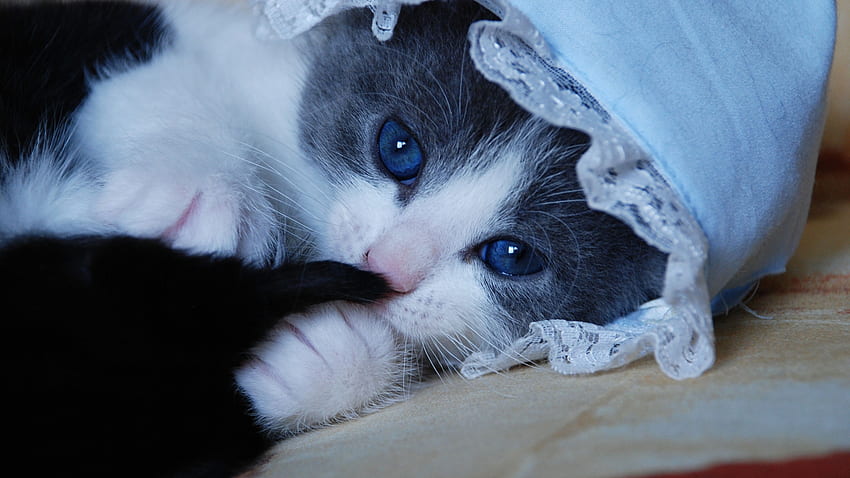Kitten, sweet, animal, white, black, cute, cat, pisica, paw, hat HD wallpaper