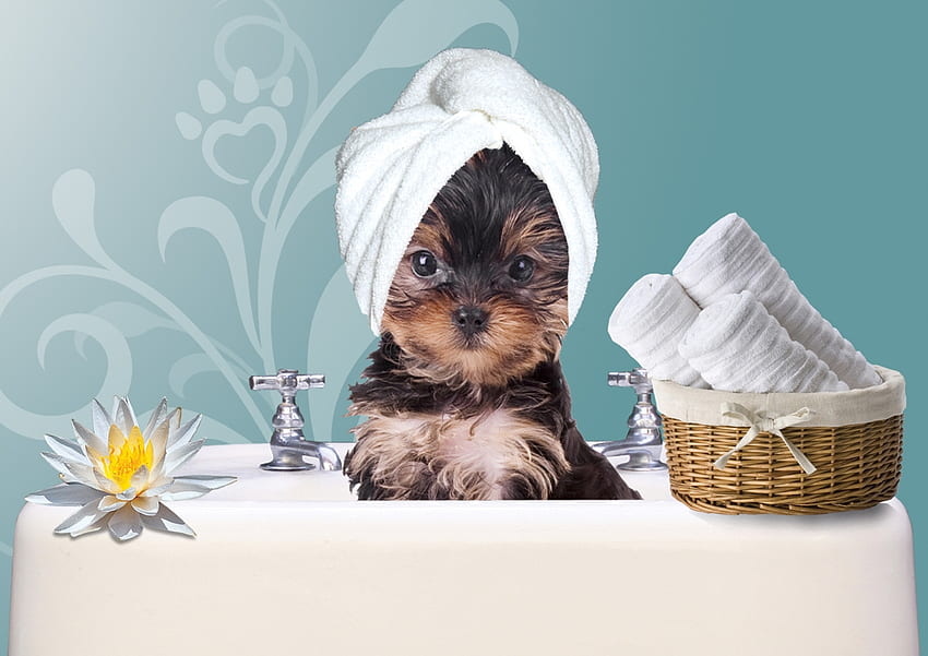 SPA day, blue, dog, white, puppy, day, yorkshire terrier, sink, funny, spa, caine HD wallpaper