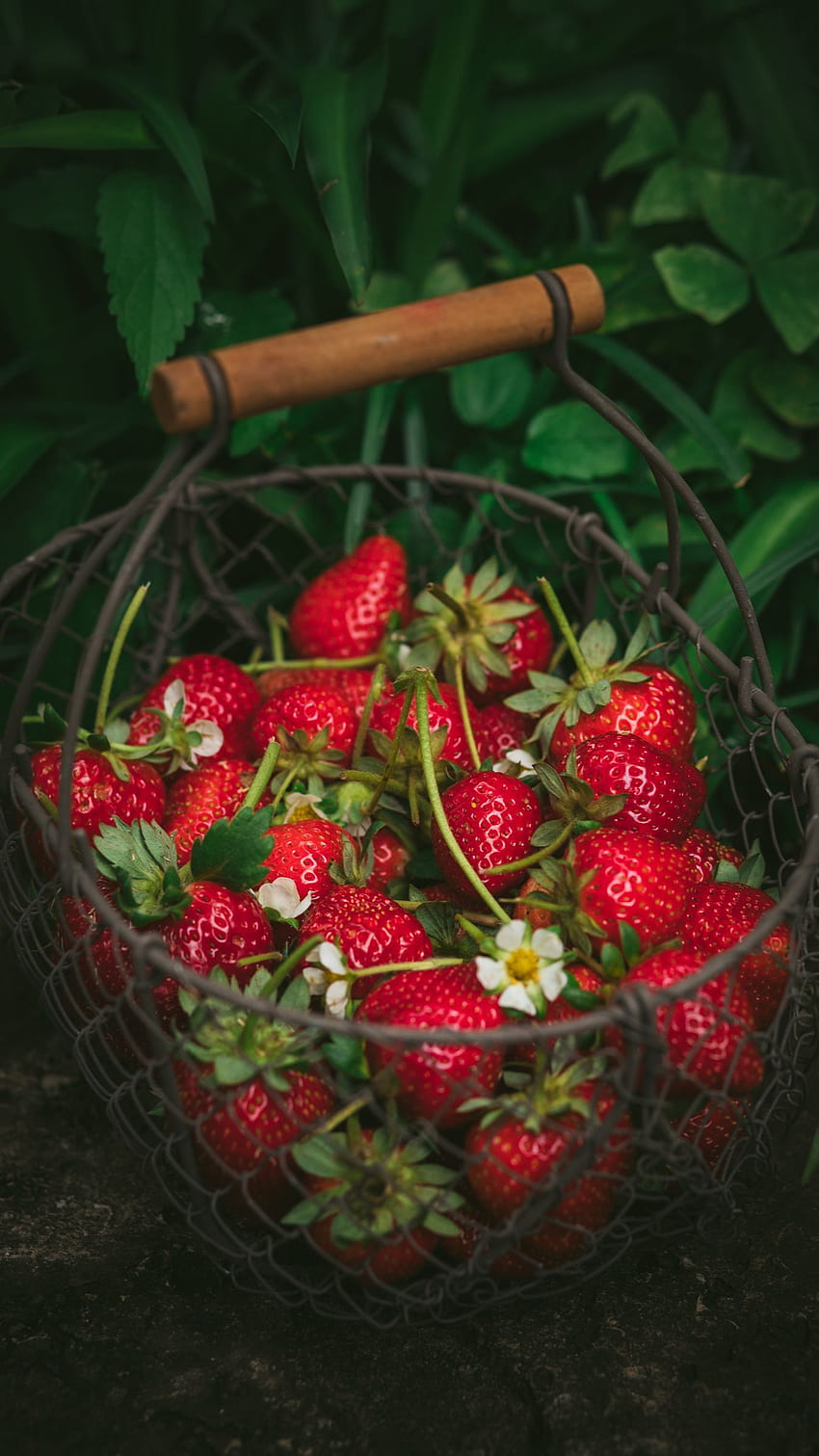 strawberry, berries, basket, red, fresh, ripe iphone 8+/7+/6s+/for parallax background HD phone wallpaper