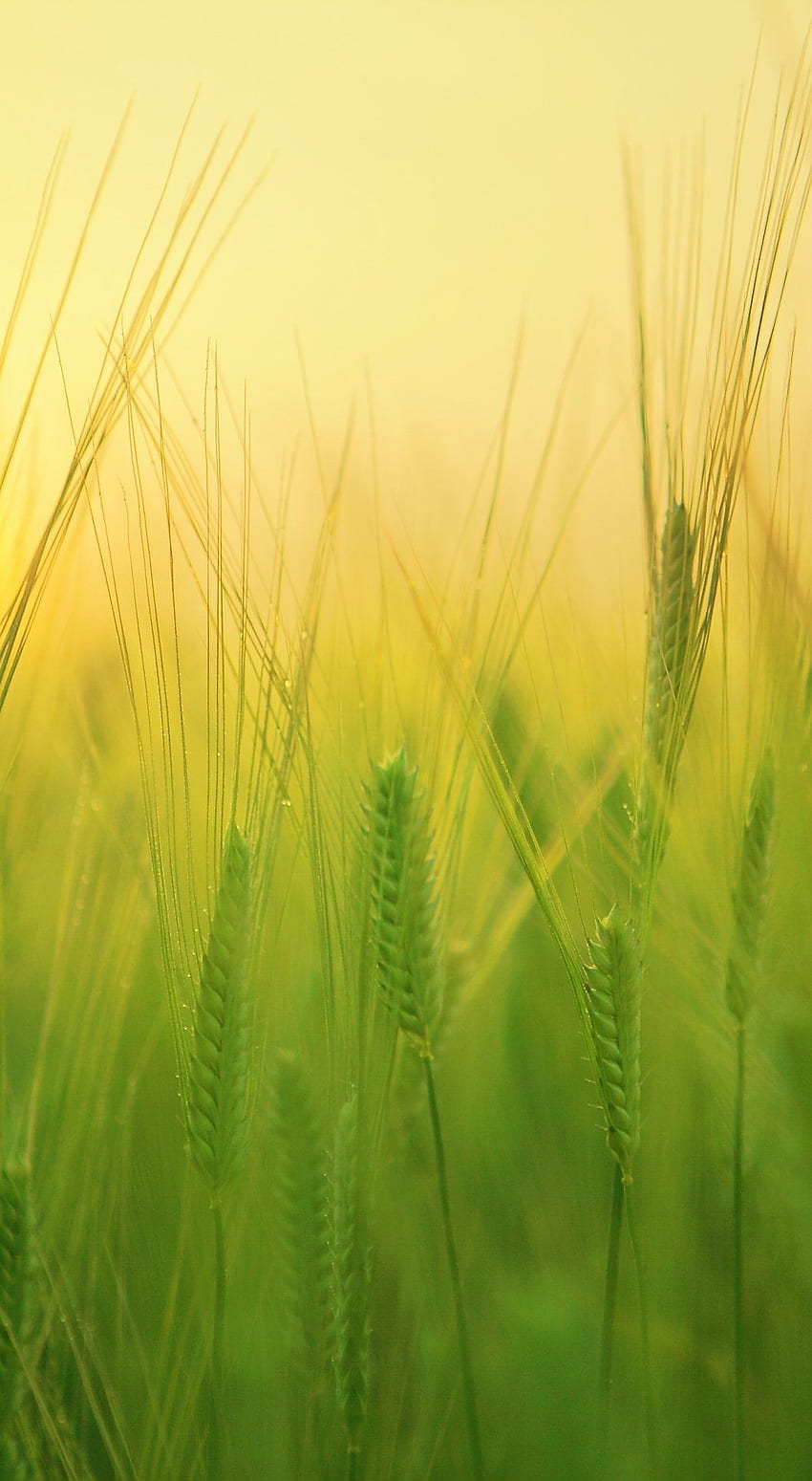 Жътва на пшеница от ечемично поле. Пейзаж, Пейзаж, Зелен пейзаж HD тапет за телефон