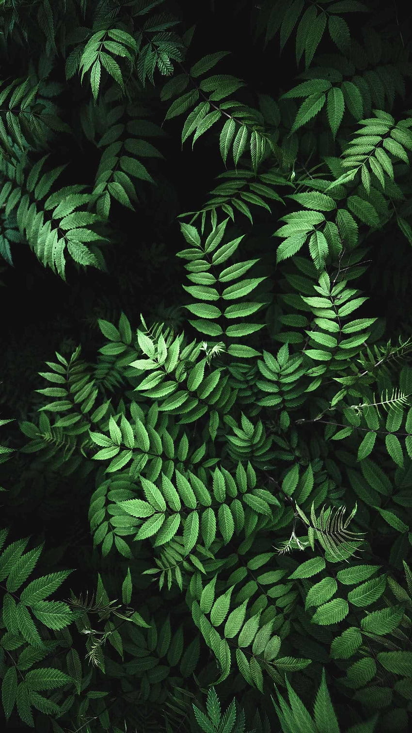Imgur: Das tollste im Internet. Grünes Blatt, Pflanze, Farn, süße grüne Pflanzen HD-Handy-Hintergrundbild