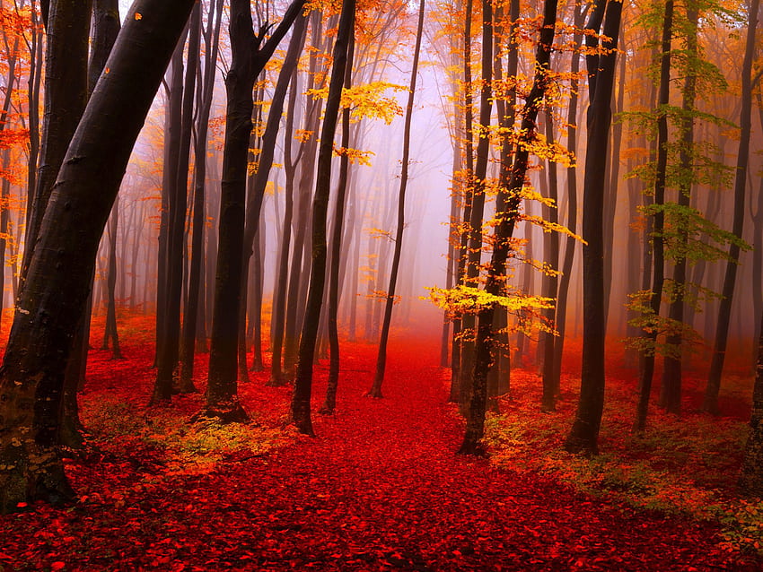 Otoño Bosque Camino Árboles Niebla Otoño Hojas amarillas y rojas Naturaleza Paisaje fondo de pantalla