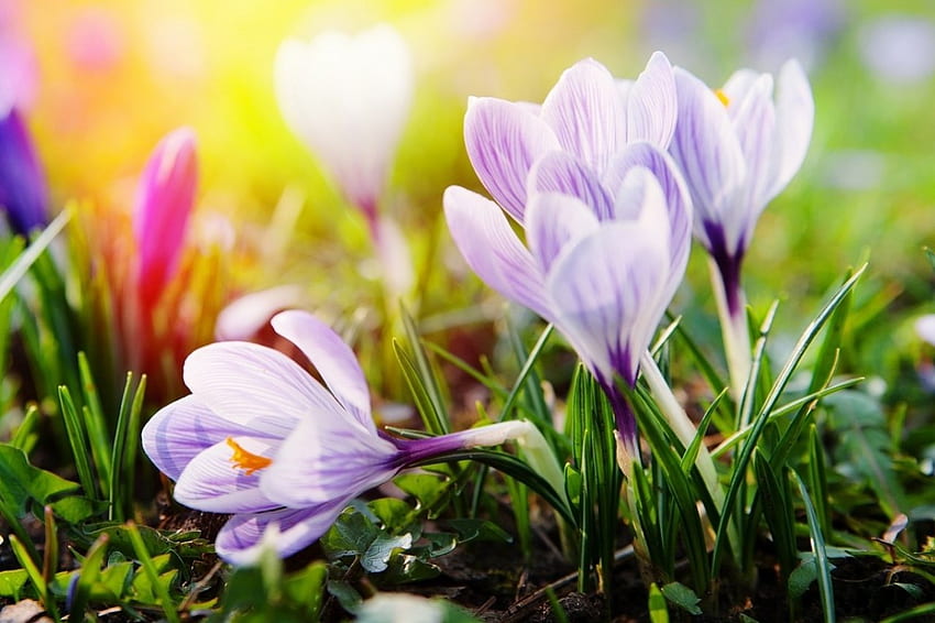 Krokusy na wiosnę!, przyroda, krokusy, wiosna, słońce Tapeta HD