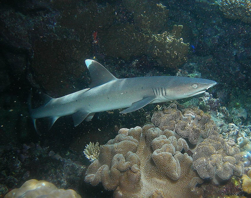 Weißspitzen-Riffhai , Tier, HQ Weißspitzen-Riffhai . 2019, Korallenriffhai HD-Hintergrundbild